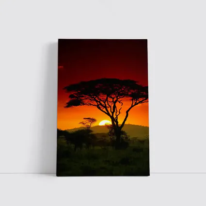 African Savanna Sunset Acacia Tree Silhouette