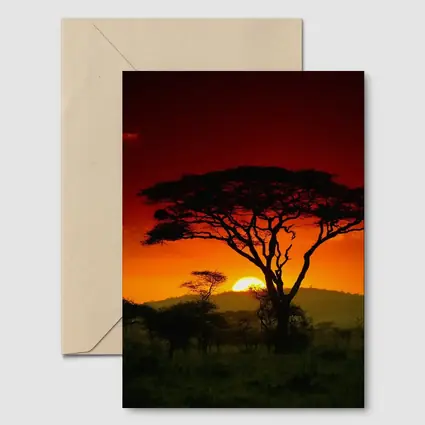 African Savanna Sunset Acacia Tree Silhouette