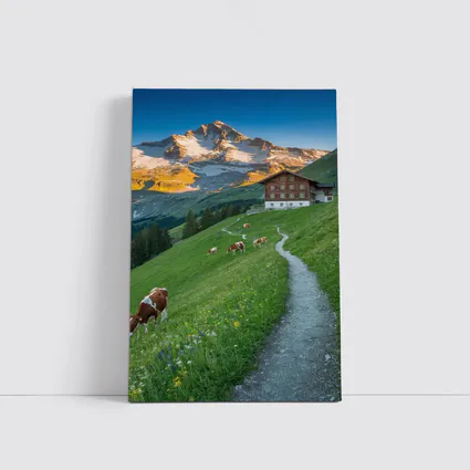 Alpine Meadow Cows Mountain Chalet Switzerland