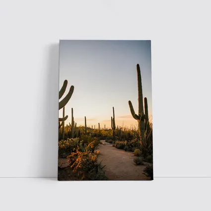Saguaro Cactus Desert Path Golden Sunset