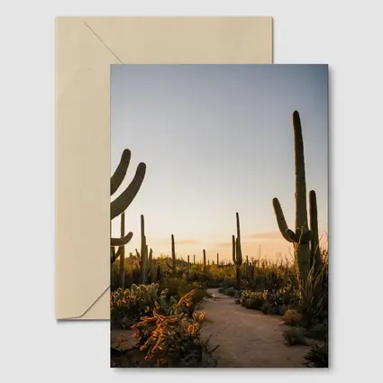 Saguaro Cactus Desert Path Golden Sunset