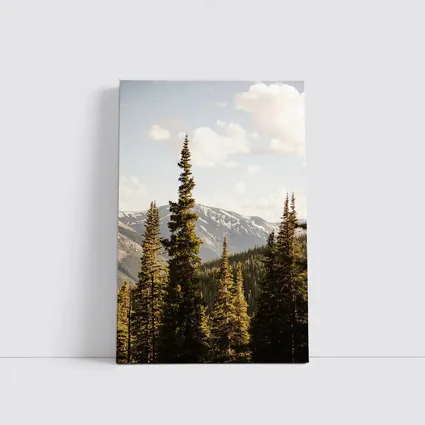 Tall Pine Trees Snow Capped Mountain Landscape