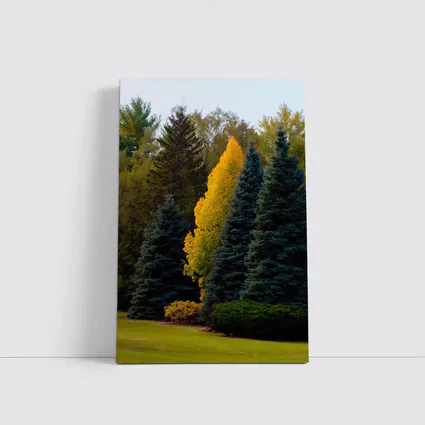 Yellow Autumn Tree Among Blue Spruce Forest