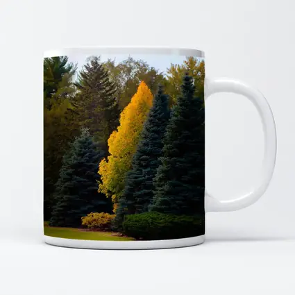 Yellow Autumn Tree Among Blue Spruce Forest