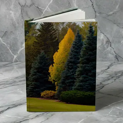 Yellow Autumn Tree Among Blue Spruce Forest