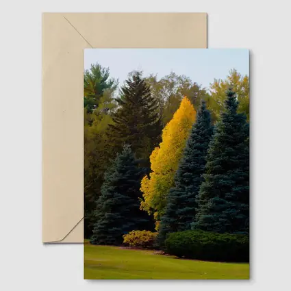 Yellow Autumn Tree Among Blue Spruce Forest