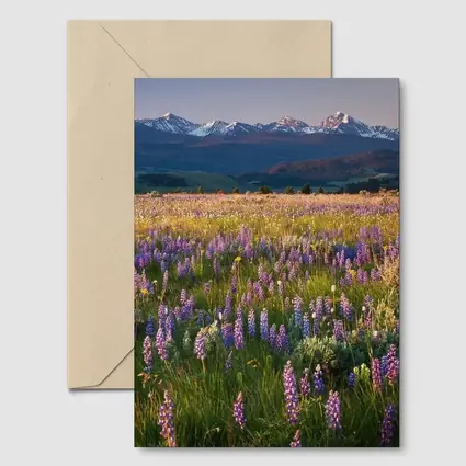 Lupine Wildflower Field Snow Capped Mountains