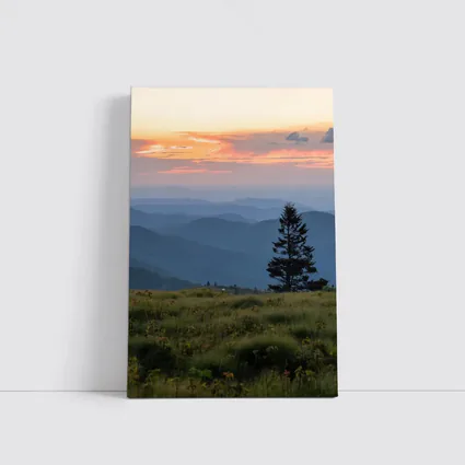 Lone Pine Tree Mountain Sunset Landscape