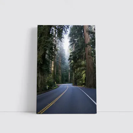 Misty Redwood Forest Road Tall Trees