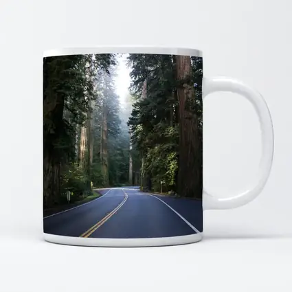 Misty Redwood Forest Road Tall Trees