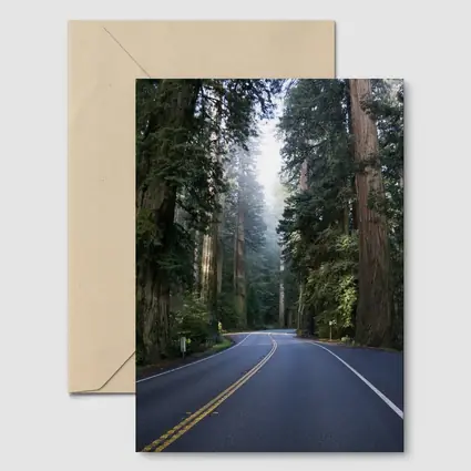 Misty Redwood Forest Road Tall Trees
