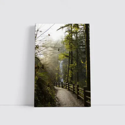 Misty Forest Trail Path Tall Trees