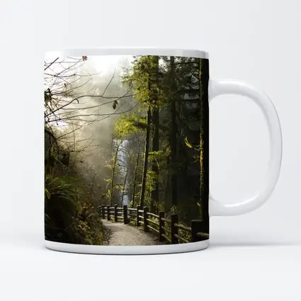 Misty Forest Trail Path Tall Trees