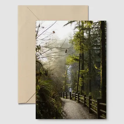 Misty Forest Trail Path Tall Trees