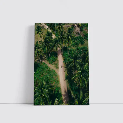 Aerial Palm Tree Path Tropical Forest