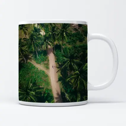 Aerial Palm Tree Path Tropical Forest