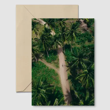 Aerial Palm Tree Path Tropical Forest