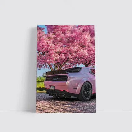 Pink Dodge Challenger Under Blooming Sakura Tree