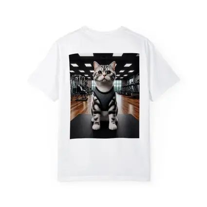 American Shorthair Cat Wearing Harness In Gym