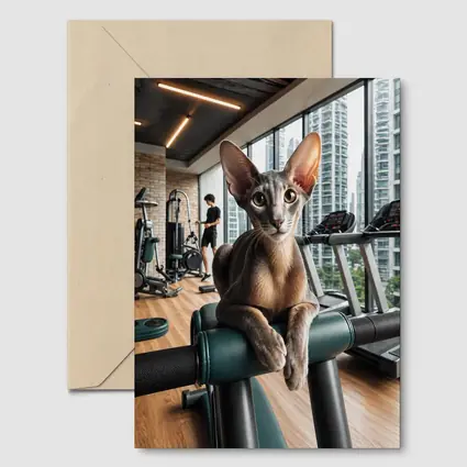 Oriental Shorthair Cat Relaxing in Gym