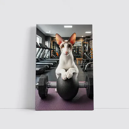 Oriental Shorthair Cat Lifting Weights Gym