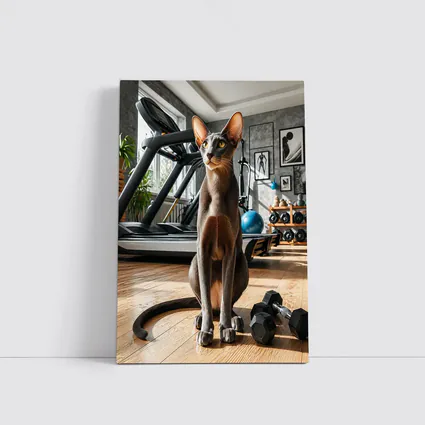 Oriental Shorthair Cat in Home Gym